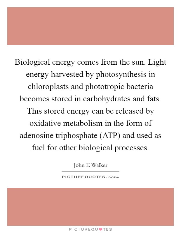 Biological energy comes from the sun. Light energy harvested by photosynthesis in chloroplasts and phototropic bacteria becomes stored in carbohydrates and fats. This stored energy can be released by oxidative metabolism in the form of adenosine triphosphate (ATP) and used as fuel for other biological processes. Picture Quote #1