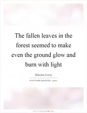 The fallen leaves in the forest seemed to make even the ground glow and burn with light Picture Quote #1