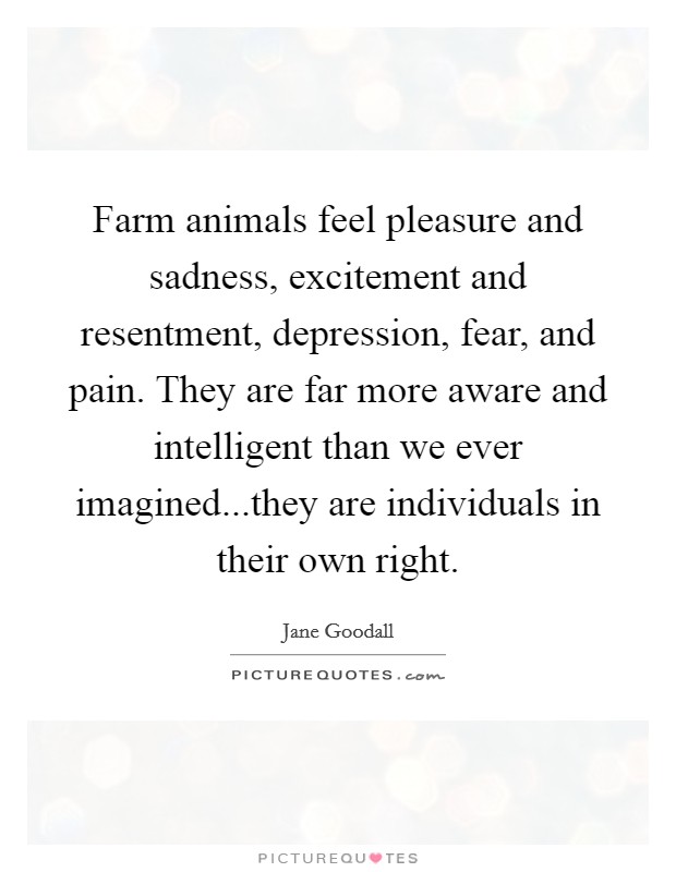 Farm animals feel pleasure and sadness, excitement and resentment, depression, fear, and pain. They are far more aware and intelligent than we ever imagined...they are individuals in their own right. Picture Quote #1