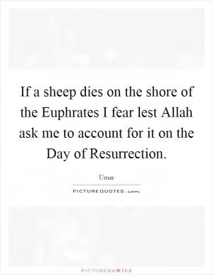If a sheep dies on the shore of the Euphrates I fear lest Allah ask me to account for it on the Day of Resurrection Picture Quote #1