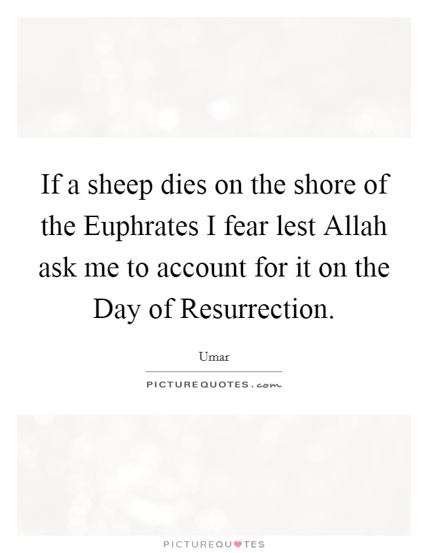 If a sheep dies on the shore of the Euphrates I fear lest Allah ask me to account for it on the Day of Resurrection. Picture Quote #1