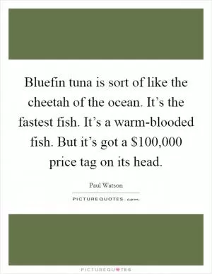 Bluefin tuna is sort of like the cheetah of the ocean. It’s the fastest fish. It’s a warm-blooded fish. But it’s got a $100,000 price tag on its head Picture Quote #1