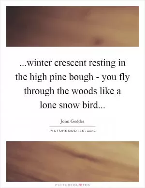 ...winter crescent resting in the high pine bough - you fly through the woods like a lone snow bird Picture Quote #1