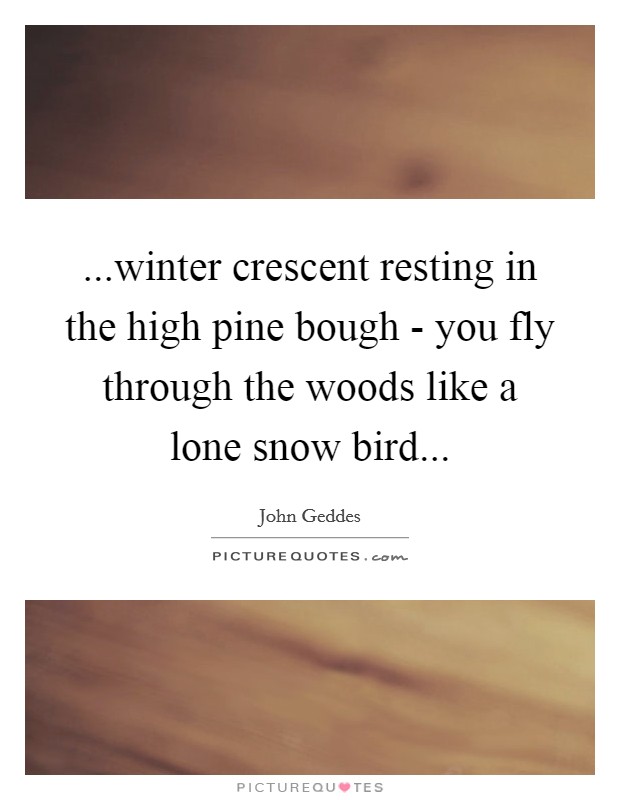 ...winter crescent resting in the high pine bough - you fly through the woods like a lone snow bird... Picture Quote #1