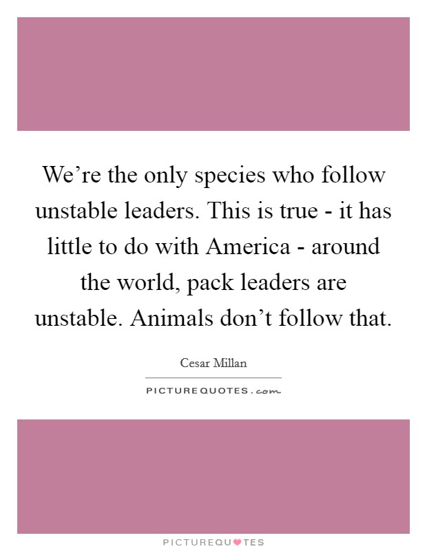We're the only species who follow unstable leaders. This is true - it has little to do with America - around the world, pack leaders are unstable. Animals don't follow that. Picture Quote #1