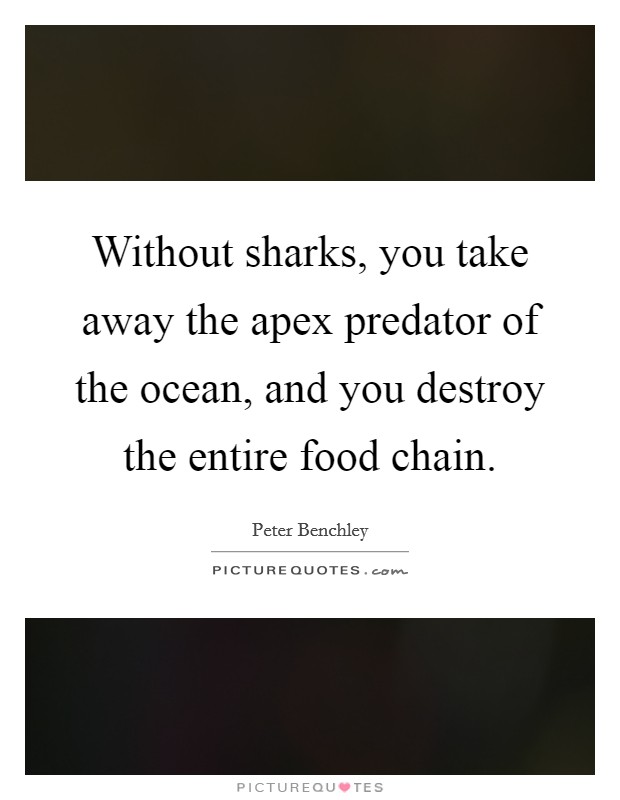 Without sharks, you take away the apex predator of the ocean, and you destroy the entire food chain. Picture Quote #1