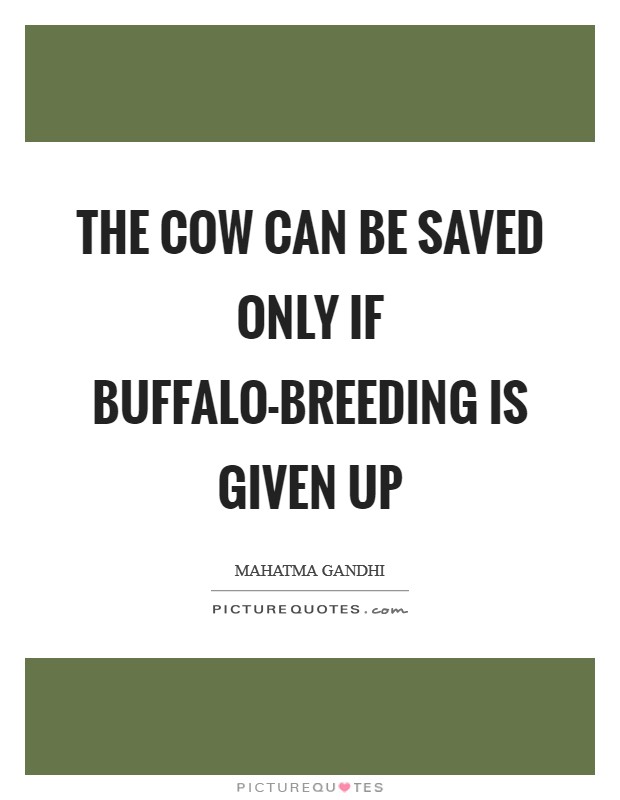 The cow can be saved only if buffalo-breeding is given up Picture Quote #1
