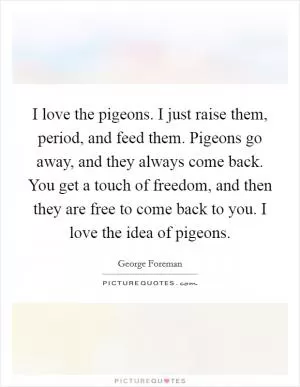 I love the pigeons. I just raise them, period, and feed them. Pigeons go away, and they always come back. You get a touch of freedom, and then they are free to come back to you. I love the idea of pigeons Picture Quote #1