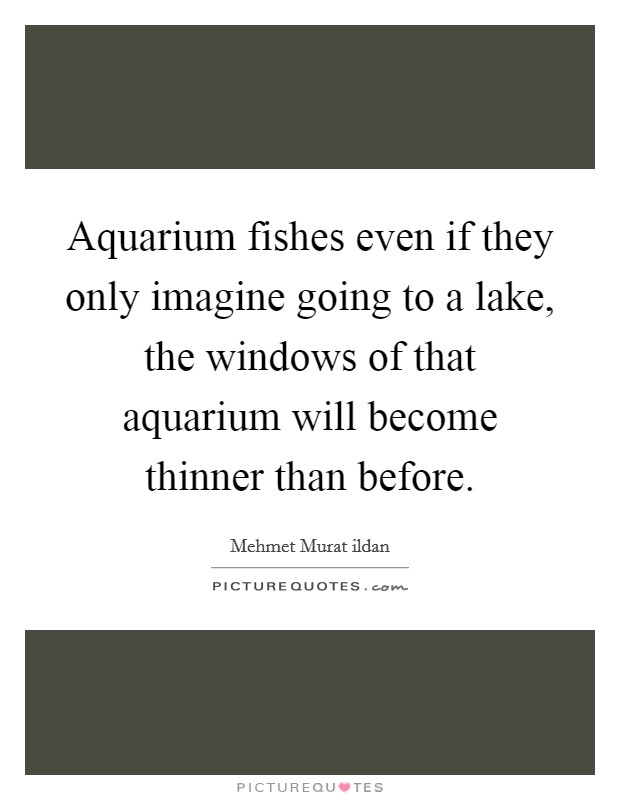 Aquarium fishes even if they only imagine going to a lake, the windows of that aquarium will become thinner than before. Picture Quote #1