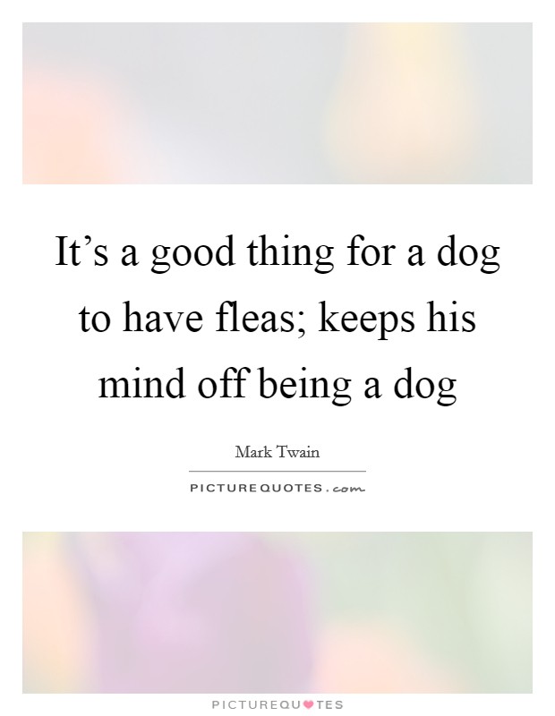 It's a good thing for a dog to have fleas; keeps his mind off being a dog Picture Quote #1