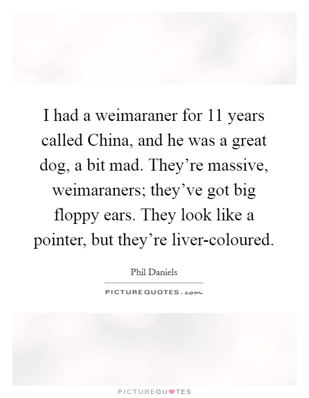 I had a weimaraner for 11 years called China, and he was a great dog, a bit mad. They're massive, weimaraners; they've got big floppy ears. They look like a pointer, but they're liver-coloured. Picture Quote #1