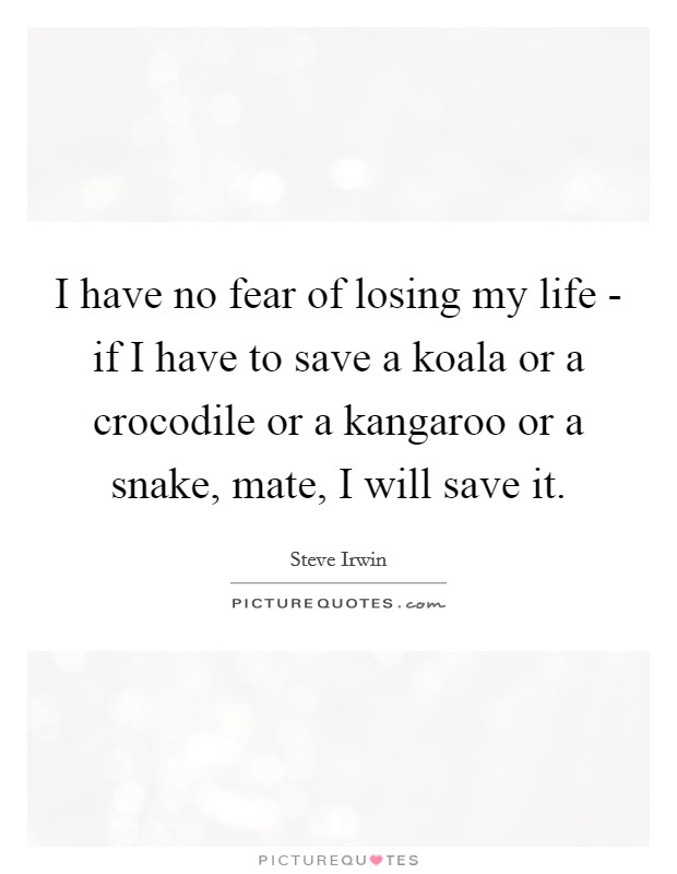I have no fear of losing my life - if I have to save a koala or a crocodile or a kangaroo or a snake, mate, I will save it. Picture Quote #1