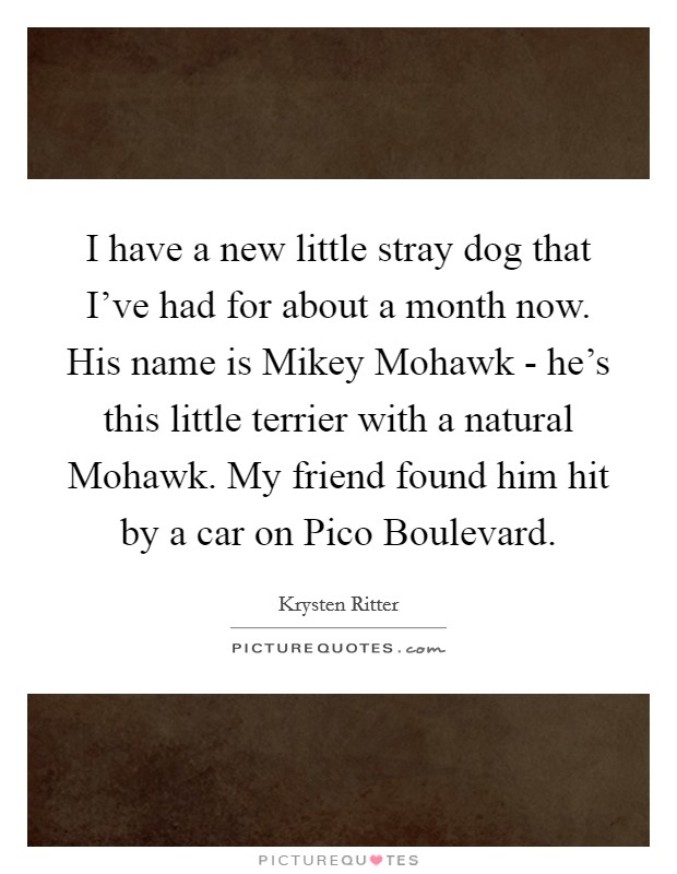 I have a new little stray dog that I've had for about a month now. His name is Mikey Mohawk - he's this little terrier with a natural Mohawk. My friend found him hit by a car on Pico Boulevard. Picture Quote #1